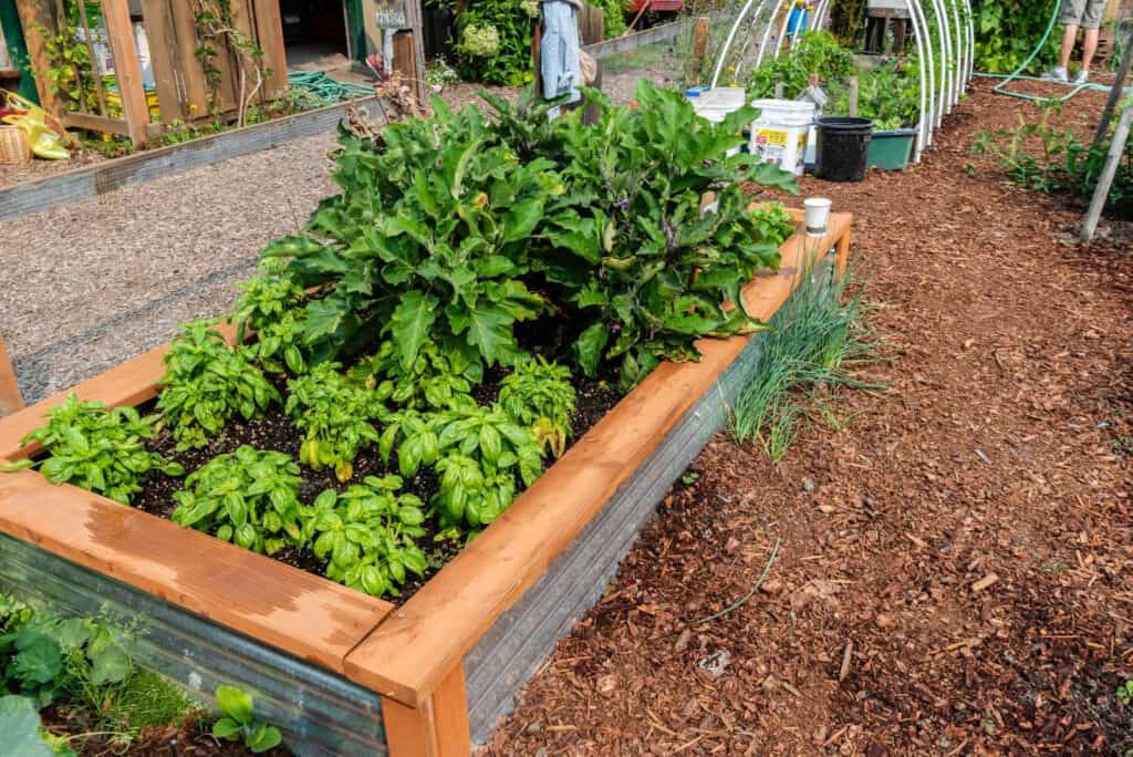 Raised Beds