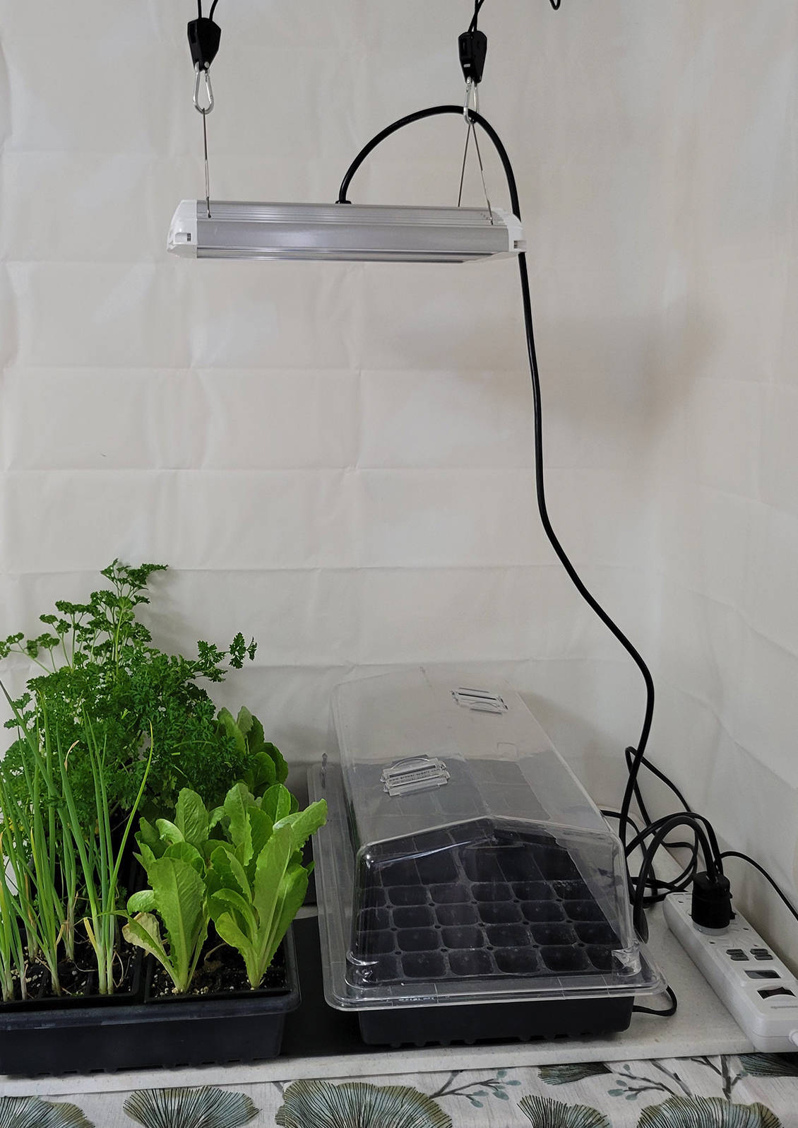 Tabletop grow stand with lights suspended from the ceiling. A shower curtain liner and vinyl tablecloth protect the surroundings from water and dirt. © Photo by Kay Torrance

