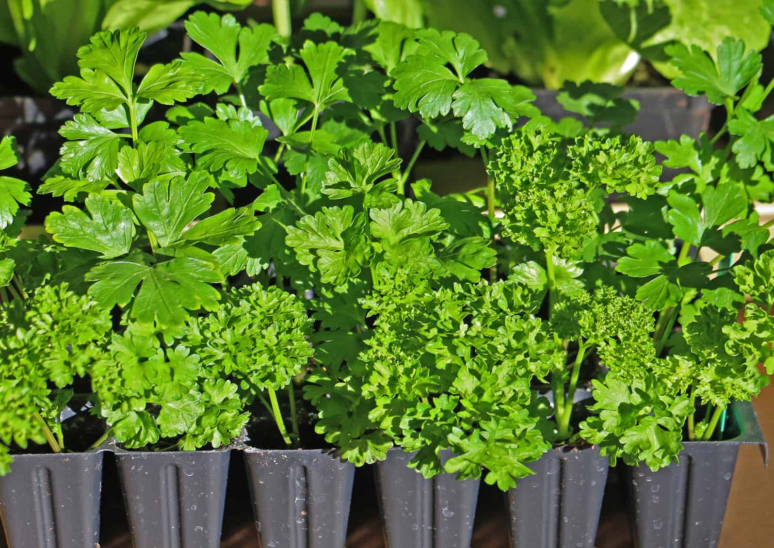 3.5" pot, parsley, seed start, vegetables