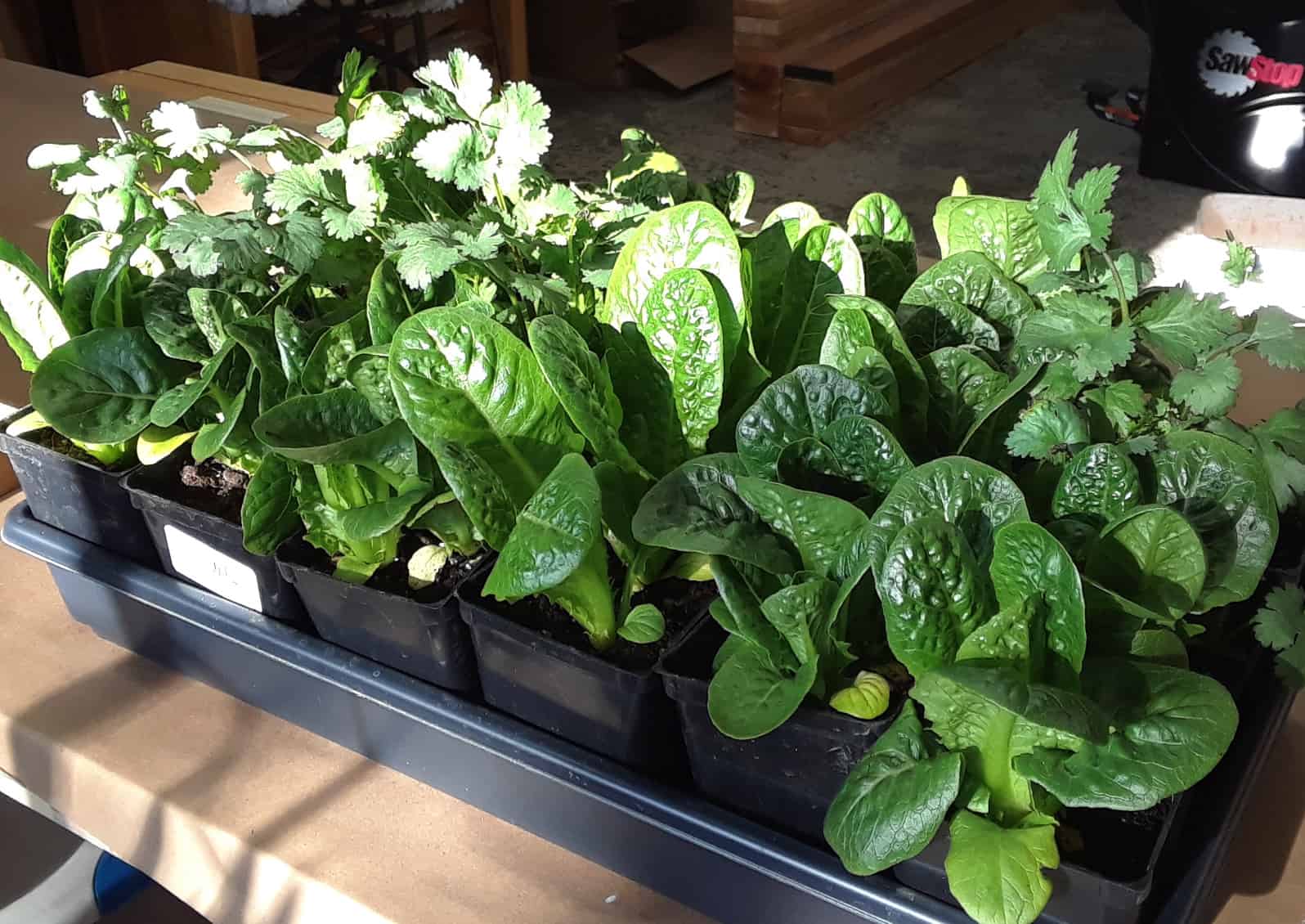 1020 flat of two-month-old romaine lettuce and basils in 3.5-inch pots. Ready to start harvesting. © Photo by Kay Torrance