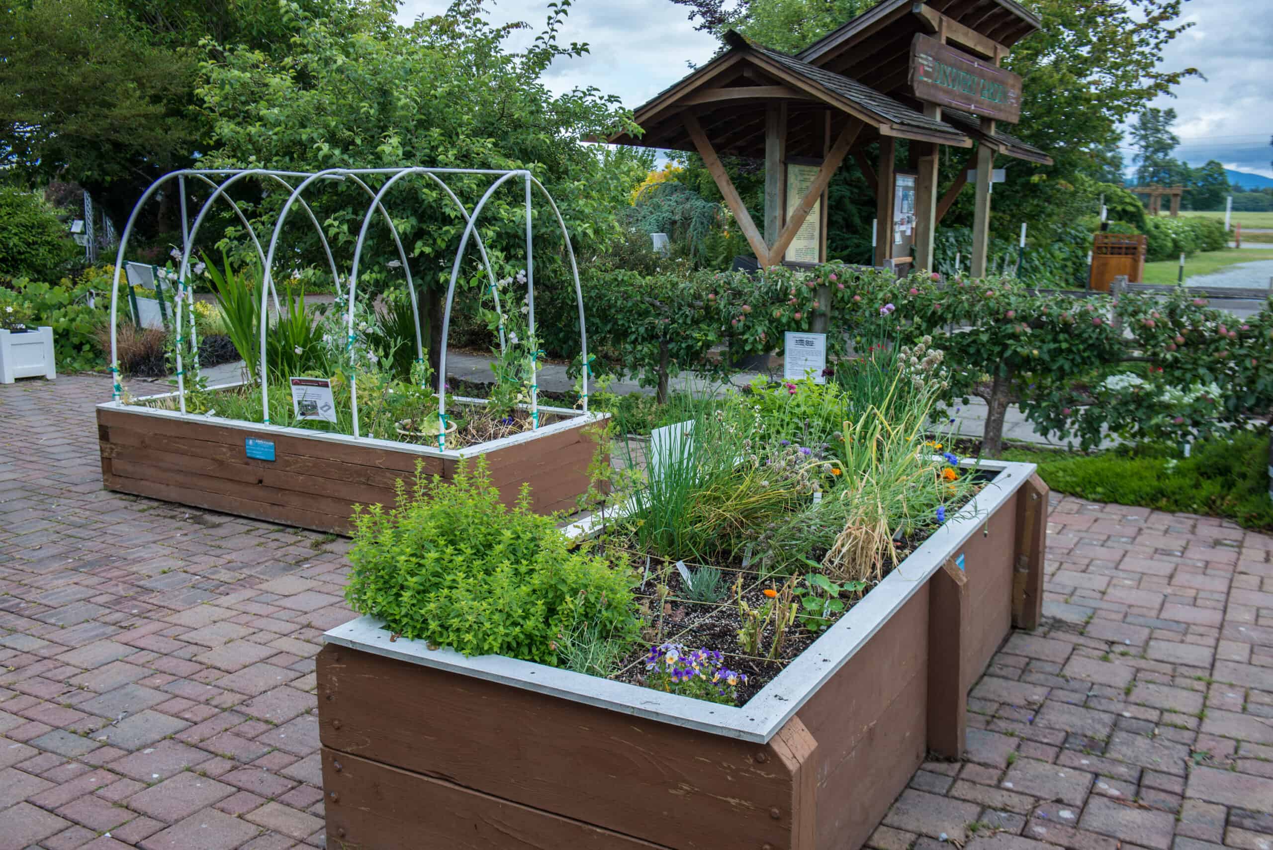 These raised beds in the Discovery Garden show the multiple advantages of raised bed gardening.© Photo by Nancy Crowell / Skagit County WSU Extension Master Gardener
