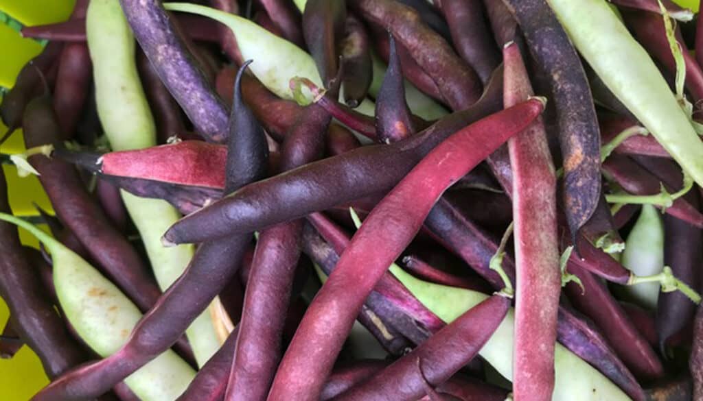 Veggie Gardening for Rookies