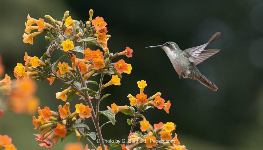 Pollinators