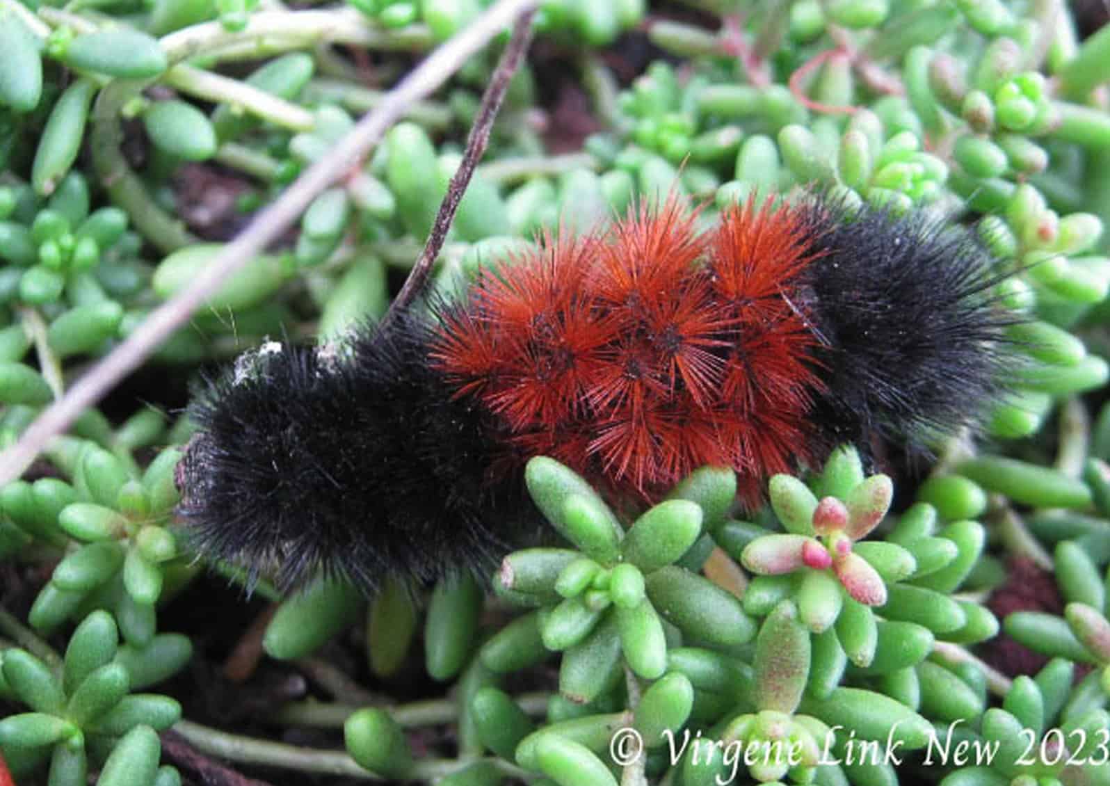 Isabella tiger moth, banded wooly bear caterpillar