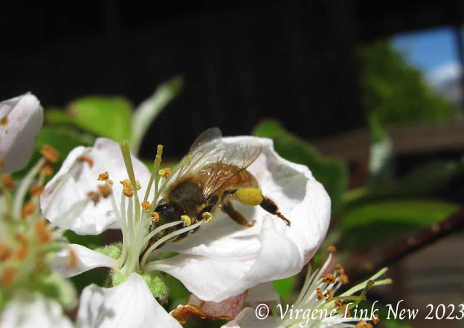 honeybee on blossom