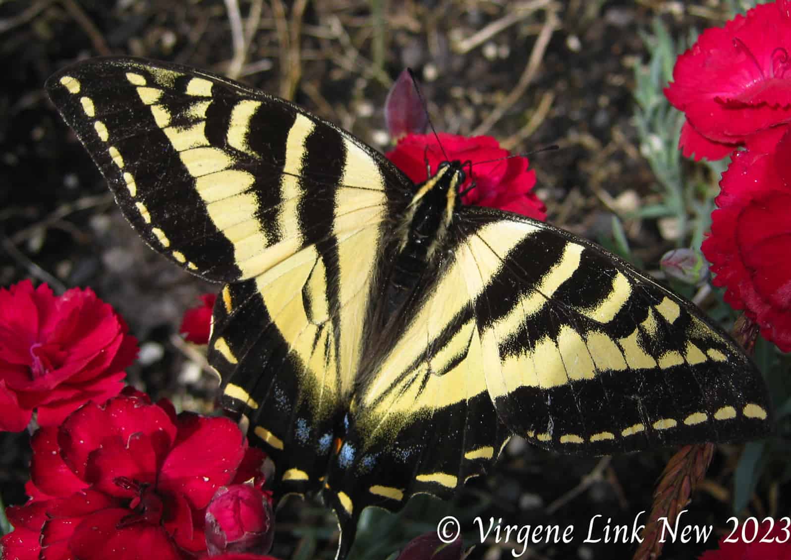 swallowtail, butterfly