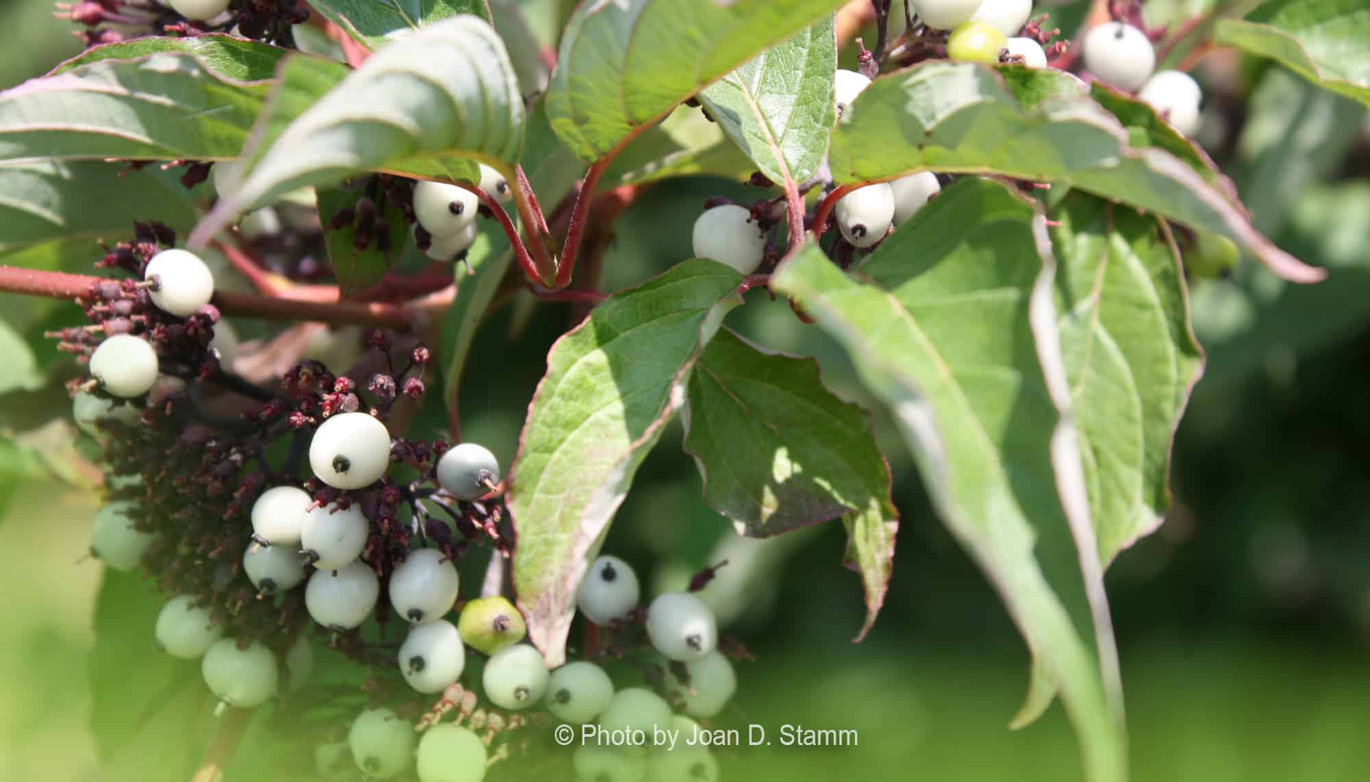 Red-twig dogwood (Cornus sericea) © Joan D. Stamm