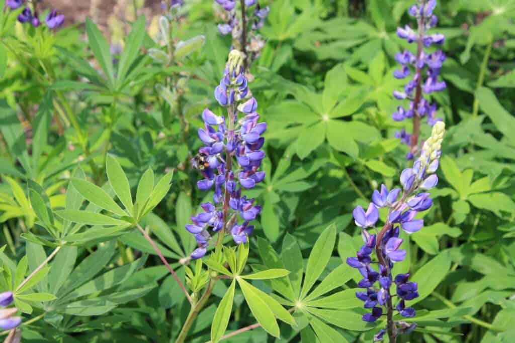 plant with purple blue flower