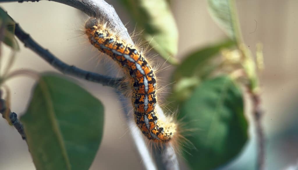 Tent Caterpillars