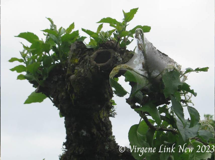 Early tent caterpillar damage on apple tree. © Virgene Link-New