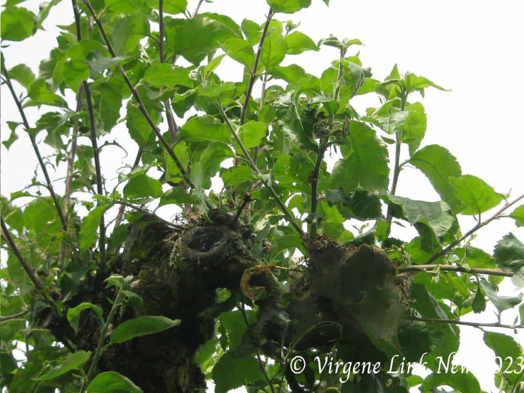 Apple tree two weeks after tent caterpillars dispersed. © Virgene Link-New