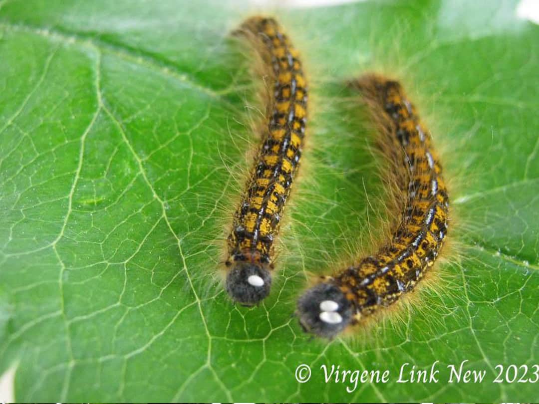 Parasitized tent caterpillars © Virgene Link-New