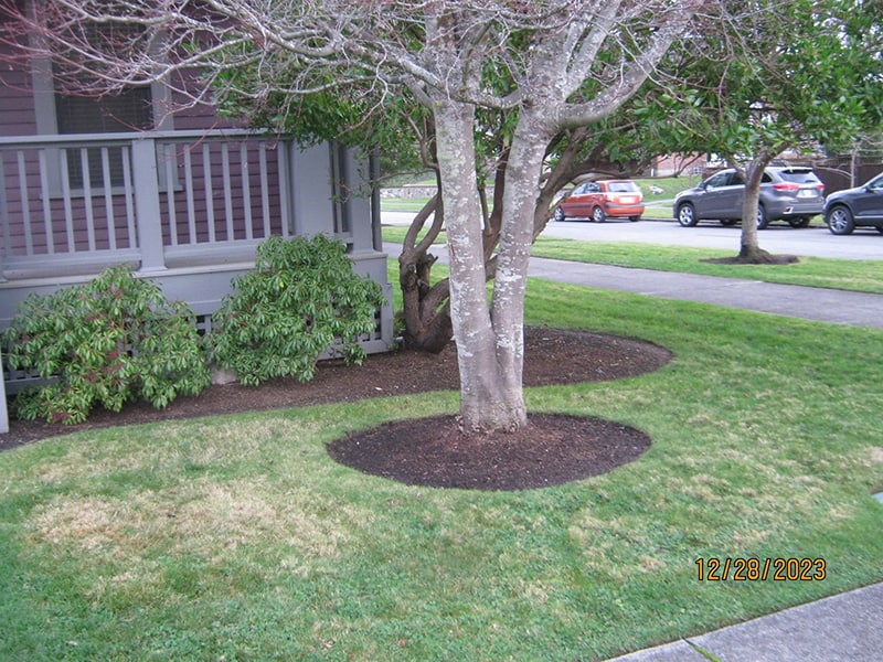 Proper mulching helps trees withstand drought because water can reach the entire root system. © Virgene Link-New