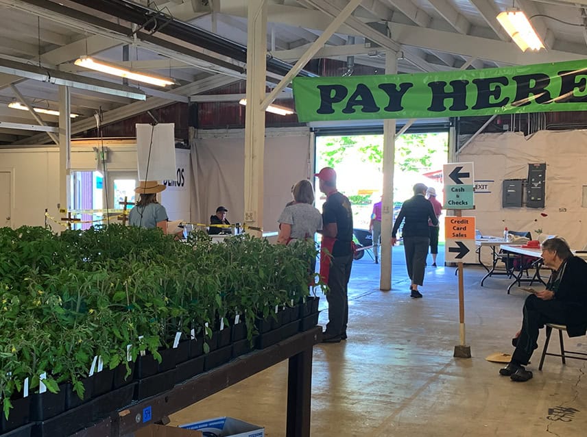 tomato plants on tables at plant fair