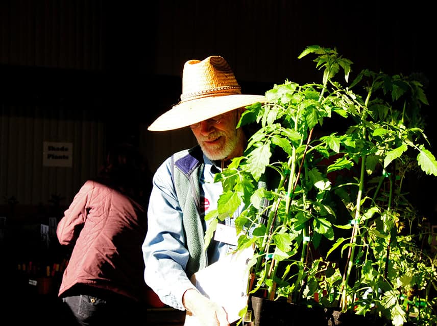 man carrying tomato flat