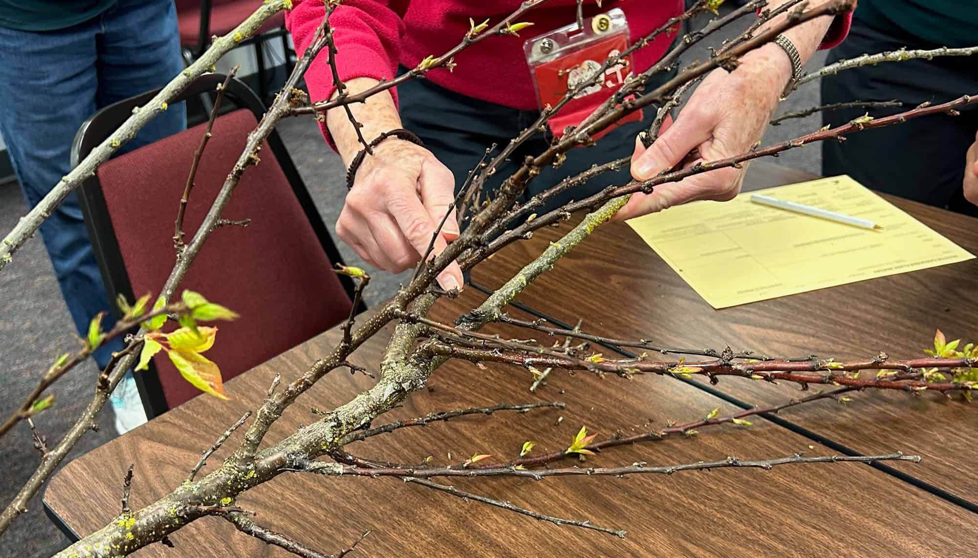 person diagnosing disease on tree branch