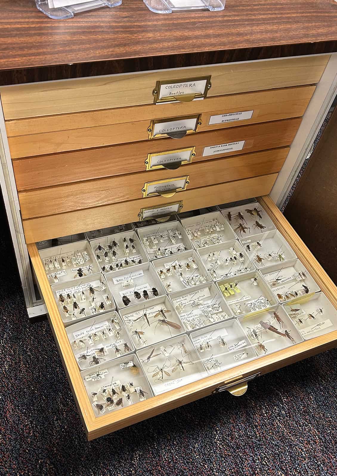 The plant clinic in Burlington is home to Dr. Lloyd Eighme's (1927 – 2021) extensive insect collection which can be viewed during clinic hours. https://www.skagitmg.org/home/publications/insects/  © Skagit County WSU Extension Master Gardeners