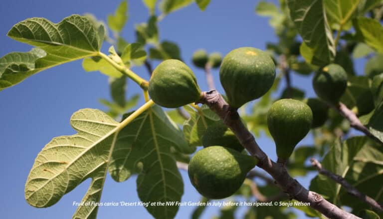 Growing Figs – Skagit County Master Gardener Foundation