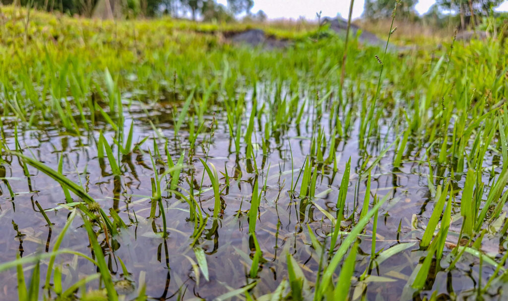 grass in standing water