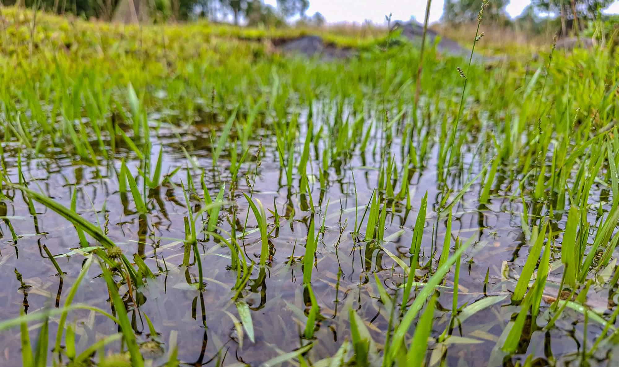 25-0502_Header grass in standing water