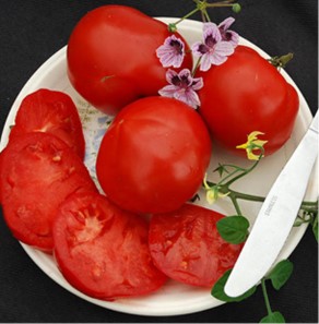 Chef's Choice Orange Hybrid Tomato, AAS Winners: Totally Tomatoes