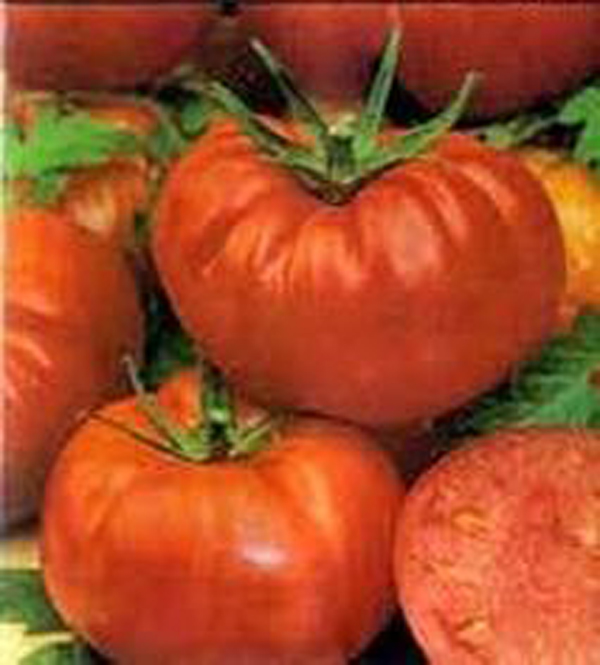 Chef's Choice Orange Hybrid Tomato, AAS Winners: Totally Tomatoes