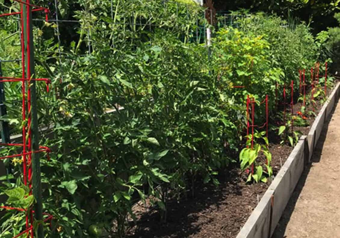 The end goal - Cathy Markham’s garden yields an abundance of fresh produce for eating and preserving. © Cathy Markham / Skagit County WSU Extension Master Gardener