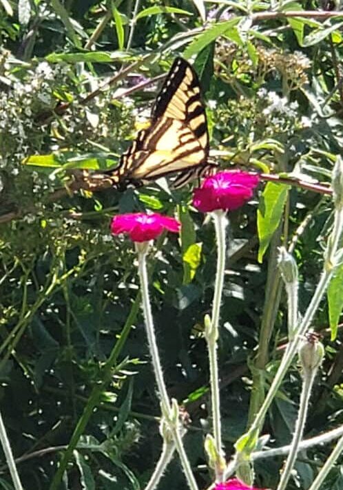 Butterfly on flower