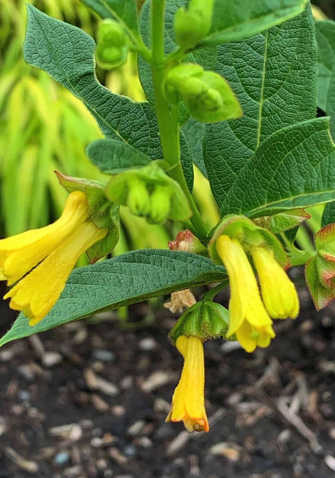 Twinberry (Lonicera involucrata) © Joan D. Stamm