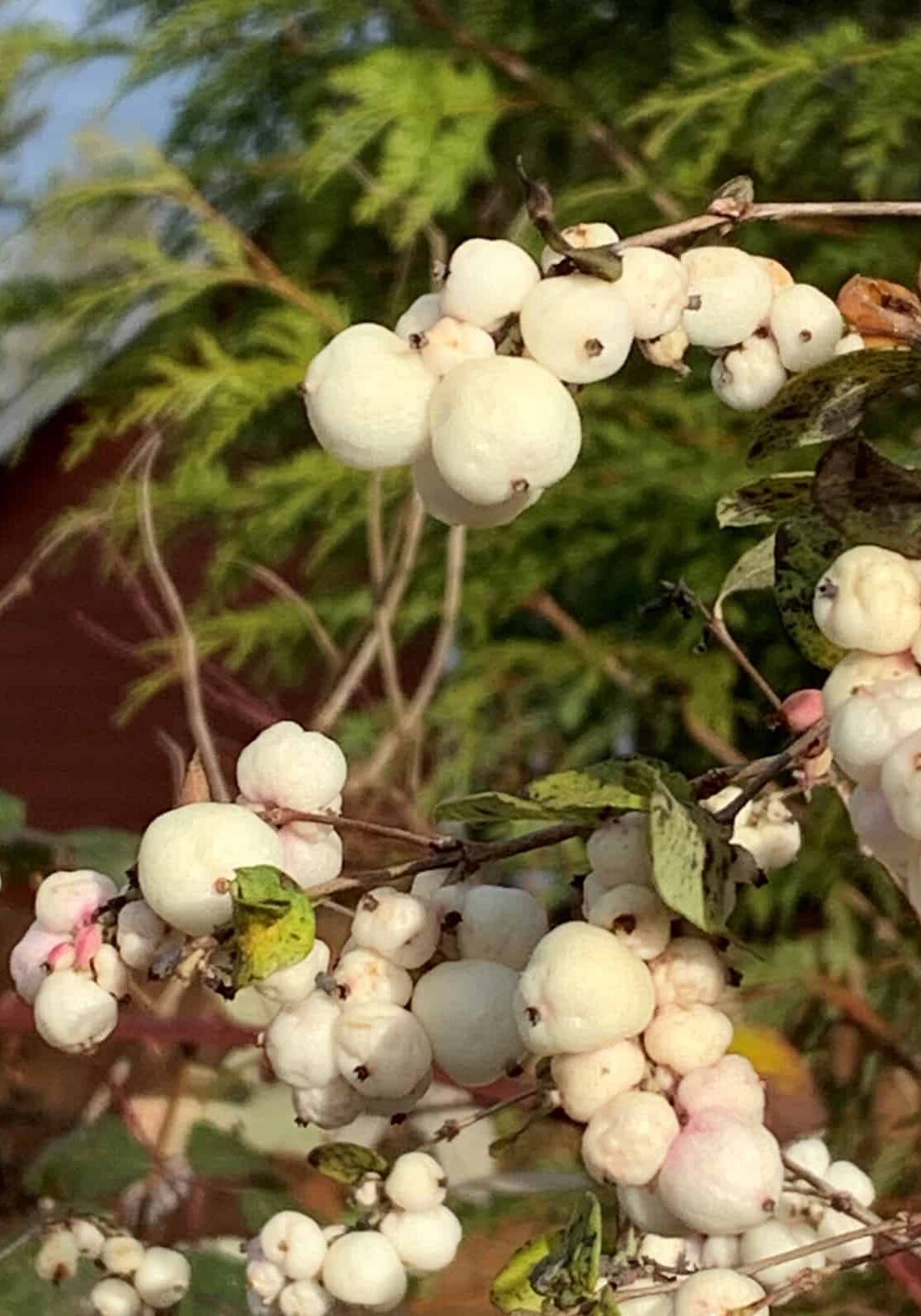 Snowberry (Symphoricarpos albus) © Joan D. Stamm