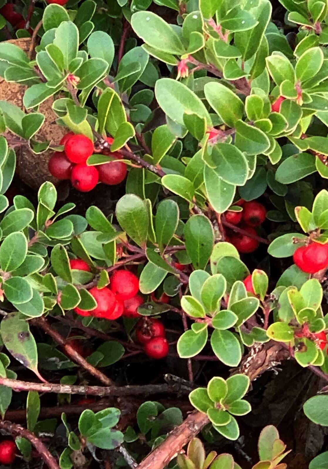 small green bush with red berries