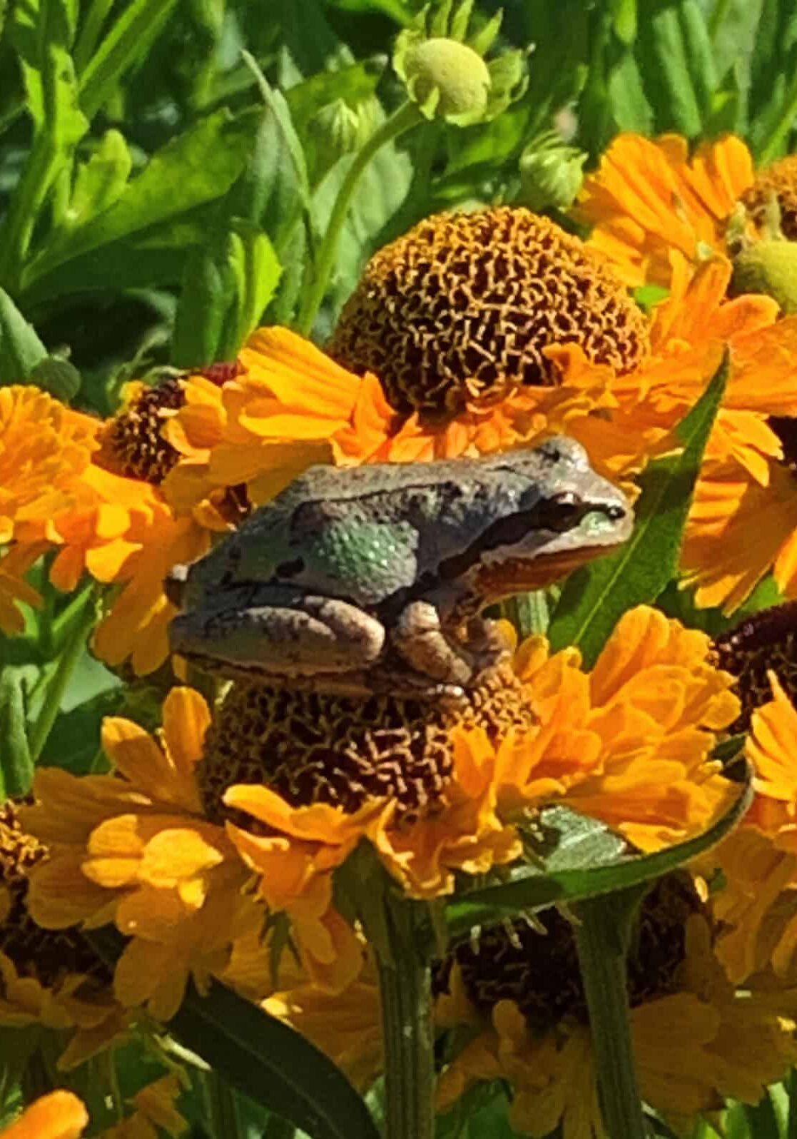 frog on orange flower