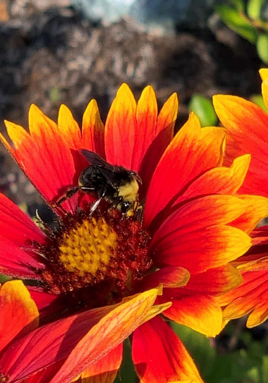 Bee on orange and yellow flower