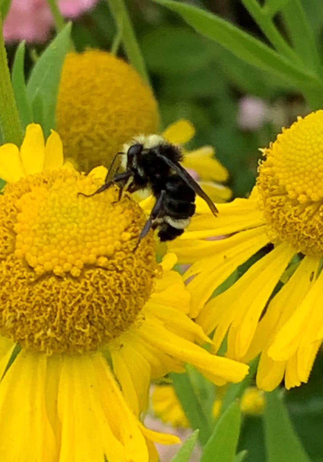 Bee on Sneezeweed © Joan D. Stamm