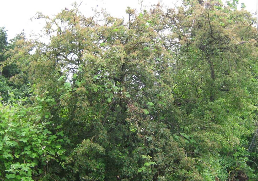 Hawthorne with early tent caterpillar damage © Virgene Link-New