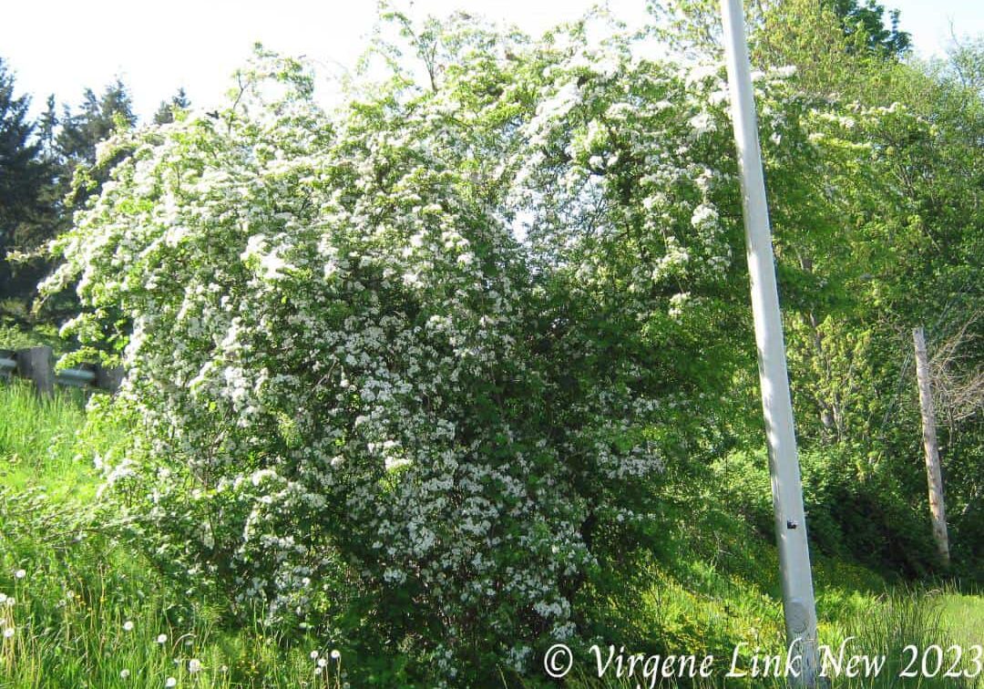 Hawthorne recovered from tent caterpillar infestation © Virgene Link-New