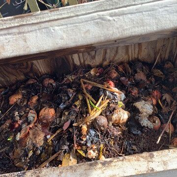 The worms are fed regularly with food scraps which include all types of vegetables, coffee grounds and filters, even pancakes and banana peals! Photo by Ginny Bode / Skagit County WSU Extension Master Gardeners