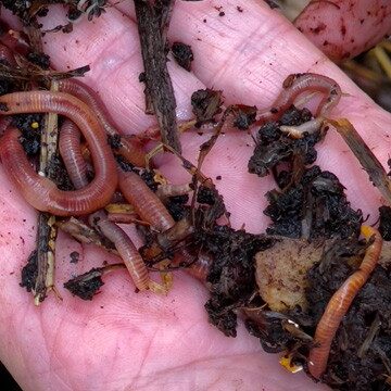 The red wigglers thrive near the soil surface, eating decaying organic material. Photo by Craig Barber / Skagit County WSU Extension Master Gardeners
