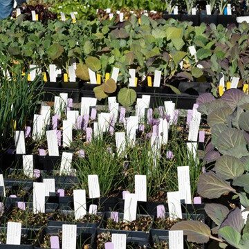 A wide variety of herbs and vegetables will be on sale including basil, dill, egg plant, Swiss chard, cabbage and leaf lettuces. Photo © Nancy Crowell