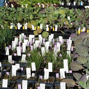 041923-blog1b A wide variety of herbs and vegetables will be on sale including basil, dill, egg plant, Swiss chard, cabbage and leaf lettuces. Photo © Nancy Crowell