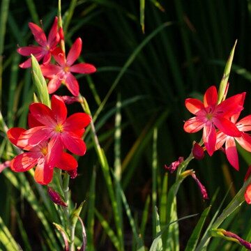 Iris varieties and many other flowering perennials will be for sale. Photo © Jessamyn Tuttle