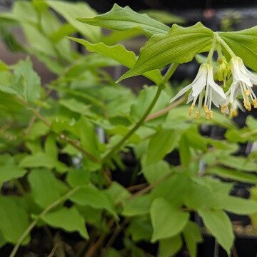 041923-blog4 Find unusual shade plants like these Hookers Fairy Bells. Photo © Jessamyn Tuttle