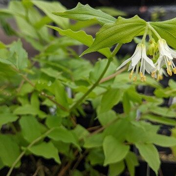 Find unusual shade plants like these Hookers Fairy Bells. Photo © Jessamyn Tuttle 