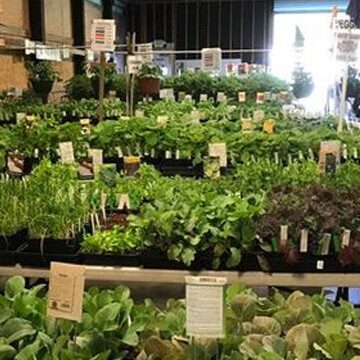 041923-blog5 The Plant Fair offers a huge selection of locally grown plant starts, selected by Master Gardeners and chosen for success in our Skagit Valley environment. Photo © Nancy Crowell