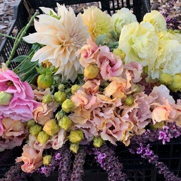 041923-blog6 We're excited to offer Lisianthus, a beautiful cut flower in a variety of unusual colors including Apricot, Beige Neo, Mint Green, Rouge, Gold, and Metallic Blue Photo © My Thanh Kim