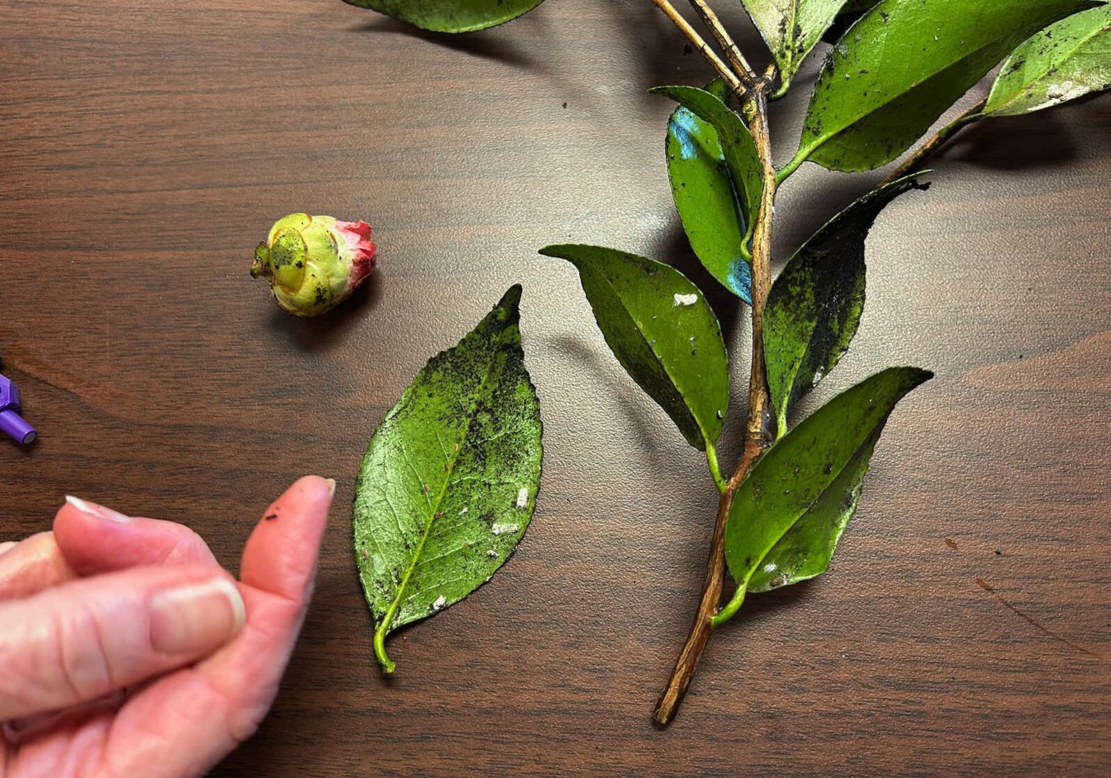 Plant disease diagnoses are a regular part of the plant clinic team's day. Here a Camellia shows signs of both cottony camellia scale (Pulvinaria floccifera) and sooty mold. © Skagit County WSU Extension Master Gardeners