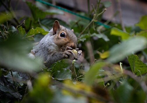 Squirrels enjoy eating acorns, seeds, tree buds and berries as well as plants and twigs." Photo by Nancy Crowell / WSU Skagit County Extension Master Gardener