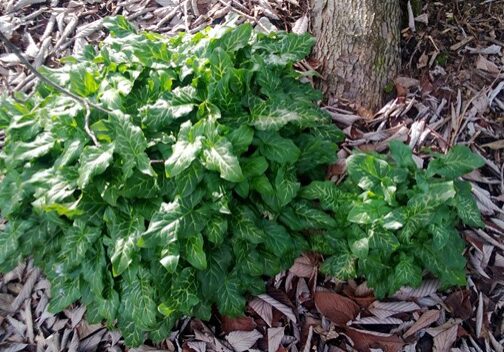 Italian Arum growing by a tree