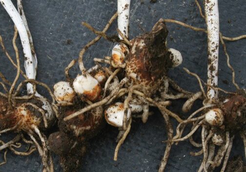 060223_blog2 Italian Arum tubers