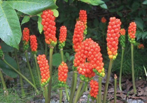 Italian arum seed pods